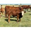 Image 6 : Craigmyle Colony - 750# Steer Calves - 85 Head (Craigmyle, AB)