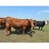 Image 10 : Hebert Livestock Ventures - 1375# Cows - 45 Head (Wawota, SK) VBP+