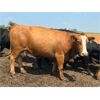 Image 11 : Hebert Livestock Ventures - 1375# Cows - 45 Head (Wawota, SK) VBP+
