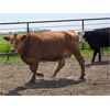 Image 12 : Hebert Livestock Ventures - 1375# Cows - 45 Head (Wawota, SK) VBP+