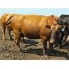 Image 13 : Hebert Livestock Ventures - 1375# Cows - 45 Head (Wawota, SK) VBP+