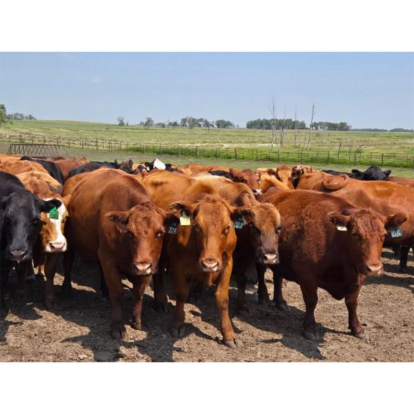 Hebert Livestock Ventures - 1375# Cows - 45 Head (Wawota, SK) VBP+