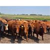 Image 1 : Hebert Livestock Ventures - 1375# Cows - 45 Head (Wawota, SK) VBP+