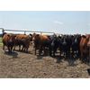 Image 3 : Hebert Livestock Ventures - 1375# Cows - 45 Head (Wawota, SK) VBP+