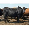 Image 4 : Hebert Livestock Ventures - 1375# Cows - 45 Head (Wawota, SK) VBP+