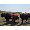 Image 5 : Hebert Livestock Ventures - 1375# Cows - 45 Head (Wawota, SK) VBP+