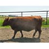 Image 6 : Hebert Livestock Ventures - 1375# Cows - 45 Head (Wawota, SK) VBP+