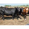 Image 7 : Hebert Livestock Ventures - 1375# Cows - 45 Head (Wawota, SK) VBP+