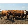 Image 8 : Hebert Livestock Ventures - 1375# Cows - 45 Head (Wawota, SK) VBP+