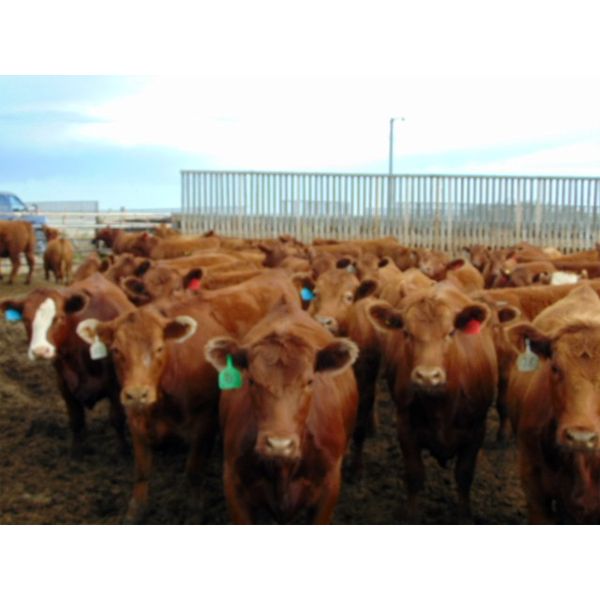 PSV Farms Ltd. - 880# Heifers - 58 Head (Enchant, AB)