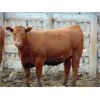Image 3 : PSV Farms Ltd. - 880# Heifers - 58 Head (Enchant, AB)