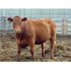 Image 7 : PSV Farms Ltd. - 880# Heifers - 58 Head (Enchant, AB)