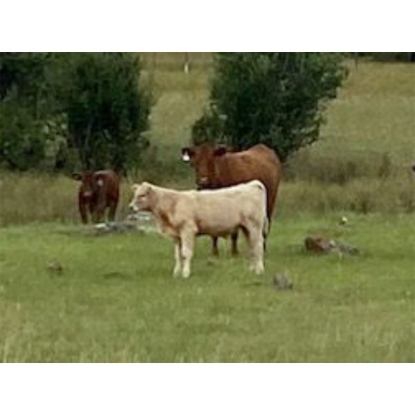 Hartridge Ranch - 585# Steer Calves - 50 Head (Clinton, BC)