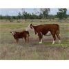 Image 4 : Hartridge Ranch - 585# Steer Calves - 50 Head (Clinton, BC)