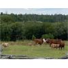 Image 5 : Hartridge Ranch - 585# Steer Calves - 50 Head (Clinton, BC)