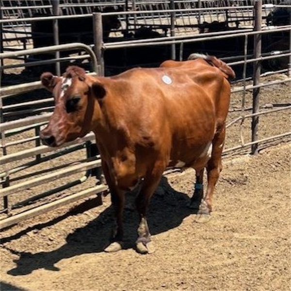 Idaho Dairies/Ranches - 23 Cows & 3 Bulls (Burley, ID)