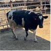 Image 2 : Idaho Dairies/Ranches - 23 Cows & 3 Bulls (Burley, ID)