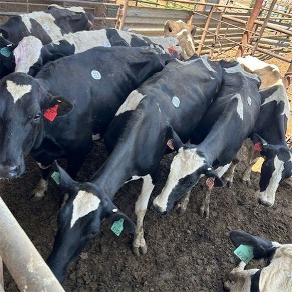 Idaho Dairies/Ranches - 52 Cows & 1 Bull (Burley, ID)