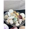 Image 2 : Assorted Seashells, Coral & Starfish