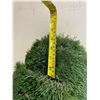 Image 3 : Deluxe Artificial Turf Indoor/Outdoor Mat - 6ft x 8ft