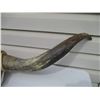 Image 2 : Mounted Horns - 45" Spread