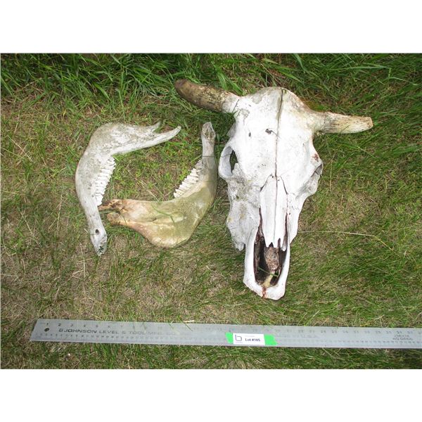 Animal Skull