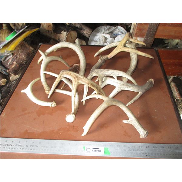 (10) Deer Antler Sheds