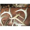 Image 2 : (10) Deer Antler Sheds
