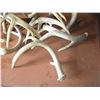 Image 3 : (10) Deer Antler Sheds