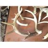 Image 4 : (10) Deer Antler Sheds