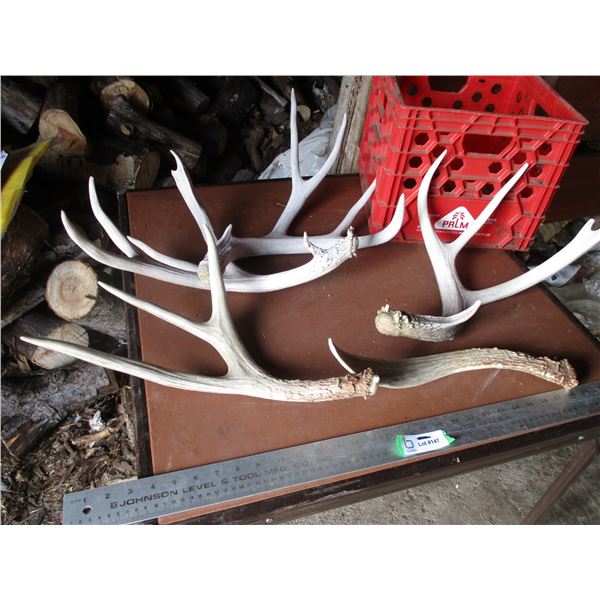 (5) Deer Antler Sheds w/ Milk Crate