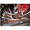 Image 1 : (5) Deer Antler Sheds w/ Milk Crate