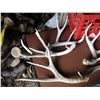 Image 2 : (5) Deer Antler Sheds w/ Milk Crate