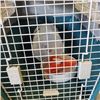 Image 2 : LARGE DOG CARRIER