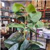Image 2 : ARTIFICIAL PLANT IN VASE