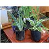 Image 2 : 4 LIVE PLANTS