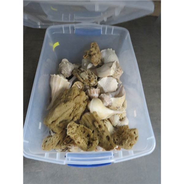 Conch Shell and Sponge Décor In Bin