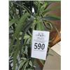Image 2 : Potted Silk Bamboo Tree