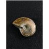 Image 1 : Ammonite Fossil Specimen