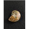 Image 2 : Ammonite Fossil Specimen