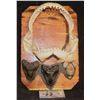 Image 1 : MEGALODON 3 LARGE REAL FOSSIL TEETH DISPLAY WITH BULL SHARK JAWS