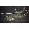Image 2 : GUARDIANS OF THE GALAXY LARGE GROOT BRANCH WITH LEAVES AND FLOWERS SCREEN USED B