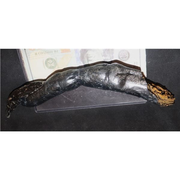 ALIEN VS PREDATOR AVP SEVERED XENOMRPH FINGER