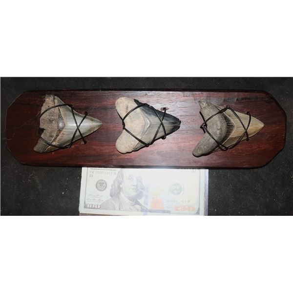 MEGALODON 3 LARGE REAL FOSSIL TEETH DISPLAY JAWS A