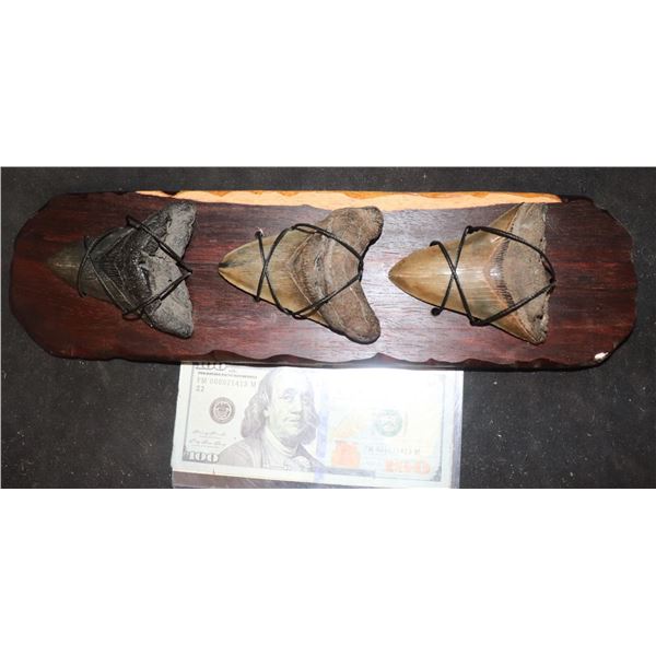 MEGALODON 3 LARGE REAL FOSSIL TEETH DISPLAY JAWS B