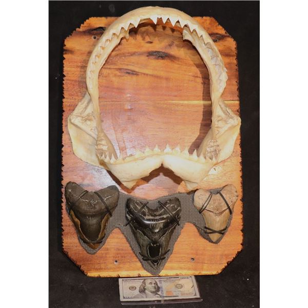 MEGALODON 3 LARGE REAL FOSSIL TEETH DISPLAY WITH BULL SHARK JAWS