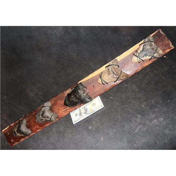 MEGALODON 5 LARGE REAL FOSSIL TEETH DISPLAY JAWS