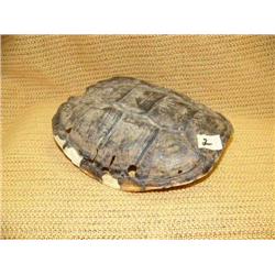 Tortoise shell (159)