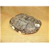 Image 1 : Tortoise shell (159)