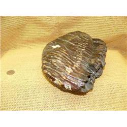 10" mastodon tooth - 15, 000 years old (165)